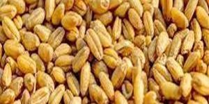 Dried Wheat Seeds