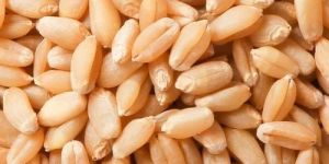 Natural Wheat Seeds