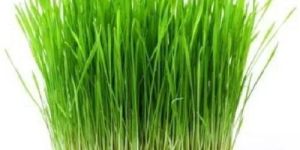 Natural Wheat Grass