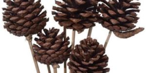 Pine Cones
