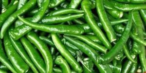 a Grade Green Chilli