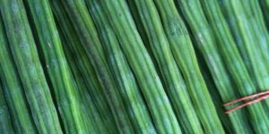 Fresh Natural Drumstick