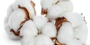 Raw Cotton