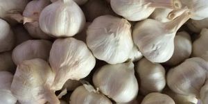 Fresh Whole Garlic