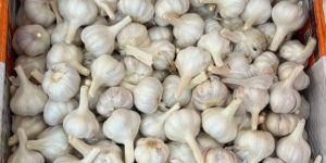 Fresh Ooty Garlic