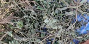 Vajradanti Natural Herbs