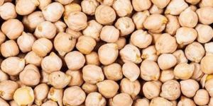 White Chickpea