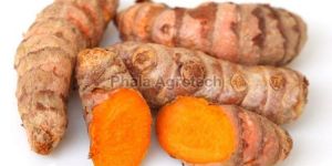 Whole Raw Turmeric