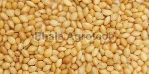 Yellow Foxtail Millet