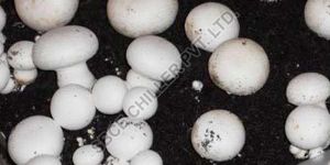 Mushroom Air Conditioning Designing Services