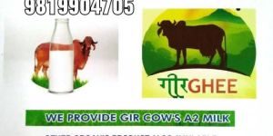 Gir Cow Ghee