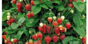 Strawberry Plant