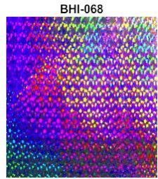 Silver Printed Holographic Film