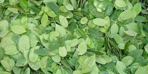 Moringa Oleifera Leaves