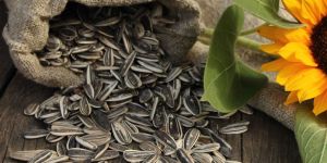 Sunflower Seed