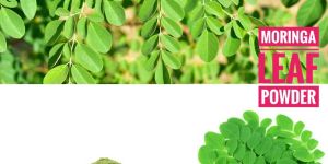 Moringa Leaves Powder