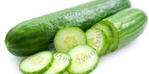 Fresh Cucumber