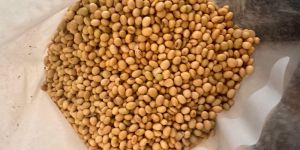 Soyabean
