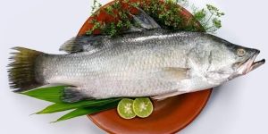 Fresh Barramundi Fish