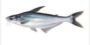 Fresh Basa Fish