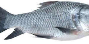 Fresh Catla Fish