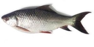 Fresh Rohu Fish