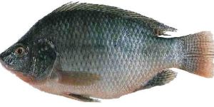 Fresh Tilapia Fish