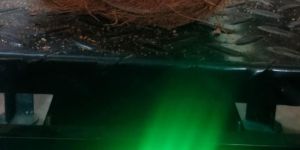 Semi Husked Coconuts