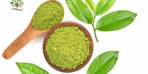 Green Tea Extract