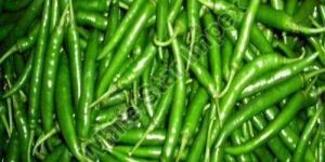 Spicy Green Chilli
