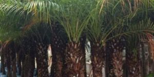 Pygmy Date Palm