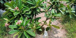 Red Frangipani Plant