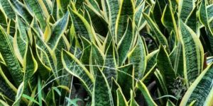 Snake Plant