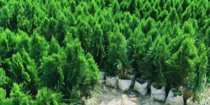 Thuja Jhau Plant