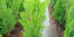 Thuja Plant