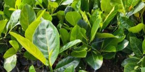 Vietnamese Jackie Fruit