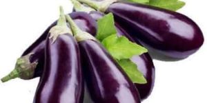 Natural Brinjal