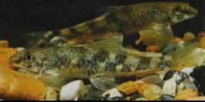 Balitora Algae Eater Aquarium Fish