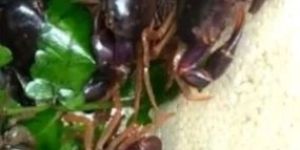 Black Purple Crabs
