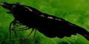 Black Sakura Shrimp Aquarium Fish