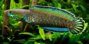 Channa Andrao Aquarium Fish