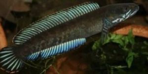 Channa Red Andrao Aquarium Fish