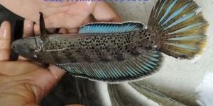 Channa Stewartii Aquarium Fish