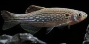 Danio Dangila Aquarium Fish