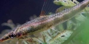 Gold Sucatio Algae Eater Aquarium Fish