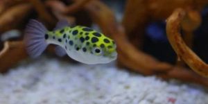 Green Puffer Aquarium Fish