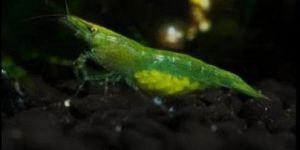 Green Shrimps Aquarium Fish