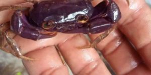 Purple Crabs