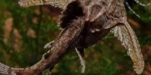 Stone Catfish for Aquarium