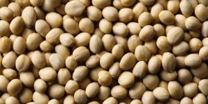 Soyabean